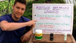 BEST Rooting Hormones for Plant Cuttings in the Backyard Garden | Organic and Commercial Hormone