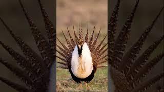 Greater Sage Grouse 