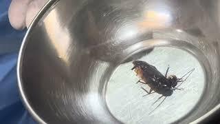 A Cockroach get lodged in Ear Canal of a lady,she was in distressed state,Cockroach removed safely.