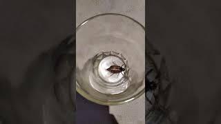 МАЙСКИЙ ЖУК В НОЯБРЕ! (Мядельский район.д,мацки)
