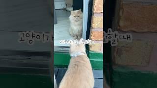 도움이 필요한 개냥이