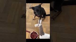 Funny animal compilation try not to laugh  