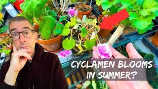 Cyclamen Blooms in Summer? - Is it possible?