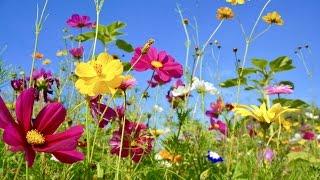 Peaceful Music, Relaxing Music, Instrumental Music, "Wildflowers" by Tim Janis