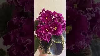 Ват-Рецепт любви #цветы #сад #фиалка #комнатныецветы #комнатныерастения