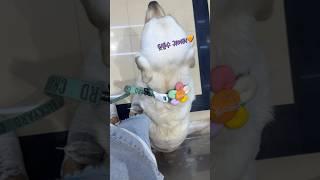 엘베매너도 좋은 김대한이 #강아지일상 #retreiver