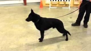 Protection Dog Sales Axel von Prufenpuden Protection Demo