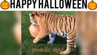 Happy Halloween!!!! TIGER VS PUMPKIN