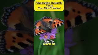 Fascinating Butterfly Facts You Didn’t Know!#ButterflyFacts #NatureWonders #AmazingInsects