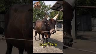 ประวัติ วัวชน #วัวชน #พี่เสือแดนใต้ #วัวชนสด #ดูวัวชนสด #วัวชนวันนี้ #ไลฟ์สดวัวชน #วัวชนเงินล้าน