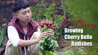 Growing Cherry Belle Radishes - The country life in VietNam Ep 40