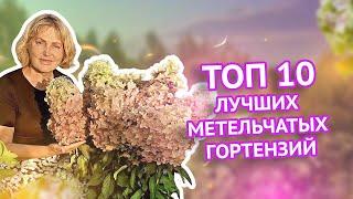 Топ 10 лучших метельчатых гортензий