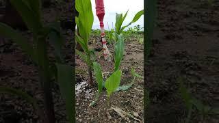 Urea dropper gun by Abhi tech creations