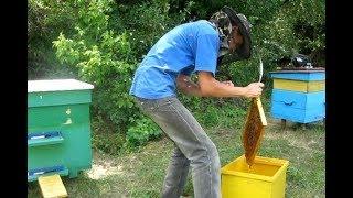 Ржачное видео Пчелы покусали пчеловода