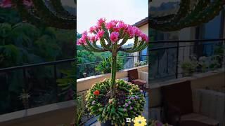 Beautiful Cactus Flowers #flowers #beauty