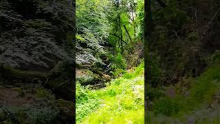  The Magic of Ireland's Forests – Nature at Its Finest! 