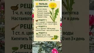  ПОЛЬЗА ОДУВАНЧИКА — ЛЕЧИТ БЕЗ ХИМИИ!