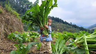 Single mother, 17 years old, cooks vegetables to prepare for meals lacking vegetables, Ly Tieu Anh