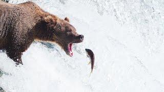 Splendid moment of bear catching fish熊抓鱼精彩瞬间，鱼又掉了