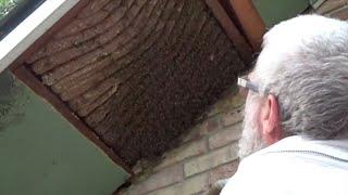 Honey bee removal and relocation from the soffit of a house.