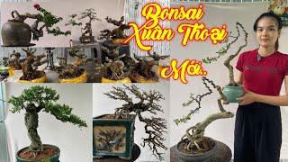 XUÂN THOẠI | #0989237176 | VƯỜN MỚI CÂY ĐẸP GIÁ DỄ CHƠI HOÀNG DƯƠNG, GIẤY, SAM TRÁI, DA NHẬT, KHẾ..