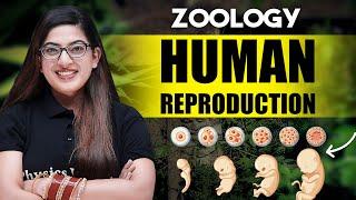 Human Reproduction - Zoology | Concepts+PYQs | Class 12th