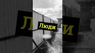 Комары атакуют люди прячутся в домах!