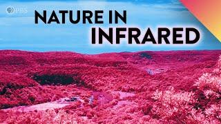 What If We Could See Nature In Infrared?