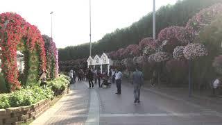 Miracle Garden in Dubai / Сад Чудес в Дубаи