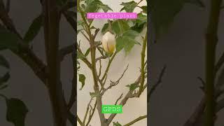vegetable plant #gardeningpointds