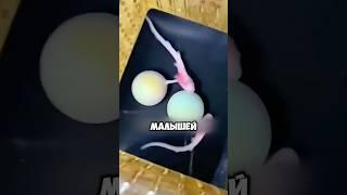 Редкий Подарок От Погибшей Акулы! #животные