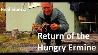 Return of the Hungry Еrmine.  Life in Siberia.