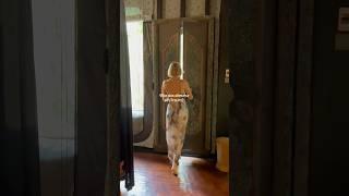 Bali Reisetipp: Glamping im Capella Ubud  #luxushotel #bali #ubudvilla #ubudbali #reisetipps #fyp