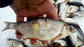 FISHPARTY