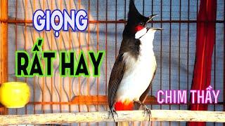 Chào Mào Hót Hay | Luyện Giọng Và Kích Bổi  Tuyệt Vời | chào mào hót đấu 2