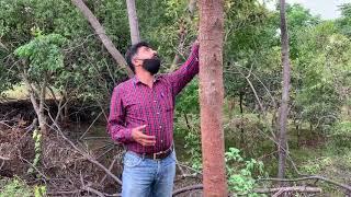 Deciding To plant Host Plants For Sandalwood