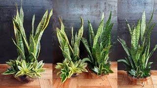 Snake Plant Home Decor: Add a touch of sophistication to your space