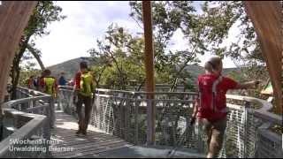 5 Wochen - 5 Trails Hessen: TreeTopWalk