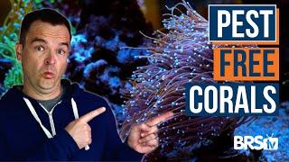 Essential Equipment & Tips to Keep Coral Pest Free! EP: 44a