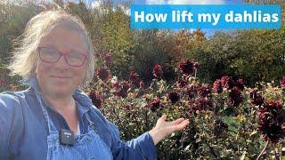 How I lift my dahlias