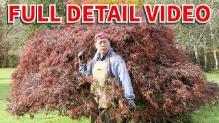 How to prune a Japanese maple in the fall. Full video using bonsai pruning techniques.