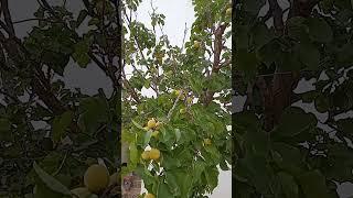 أجمل المناظر الطبيعية بالبادية السيدالية 30 ماي 2025.