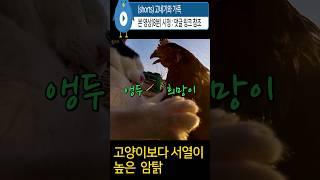 #고양이를 만만하게 보는 #암탉 #chicken  #cat #닭