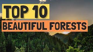 Top 10 Beautiful Forests Across the World