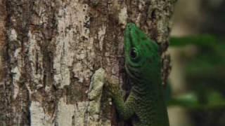 The Gecko -  The Leaf Tailed Gecko & Tokay Gecko