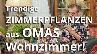 Trendige ZIMMERPFLANZEN, die schon bei OMA im Wohnzimmer waren