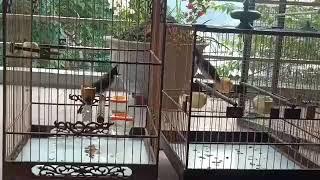 Chào mào đất Quảng