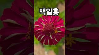 꽃이팡팡 ~ 빨간색 백일홍이 예쁘게 피었어요 ~