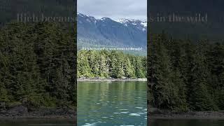 Dream come true #youtubeshorts #shorts #orca #alaska #whalewatching #orcas