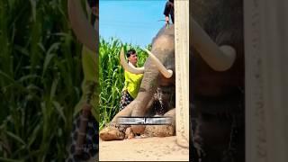 why the do this to the elephant tusk in Thailand #shortvideo #shorts #viralvideo